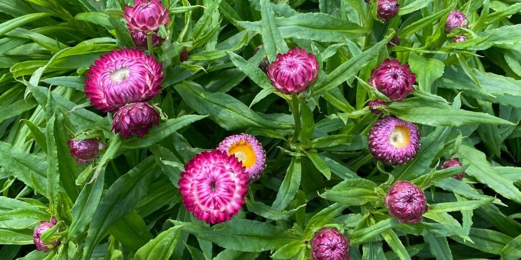 How to Grow and Dry Everlasting Daisies - Happy Valley Seeds