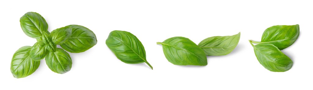 How to Grow Basil - Growing Guide - Happy Valley Seeds
