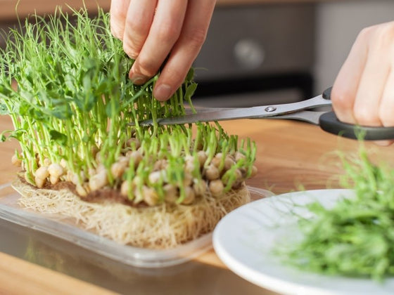 How to Grow Microgreens at Home (and Keep Them Safe to Eat)