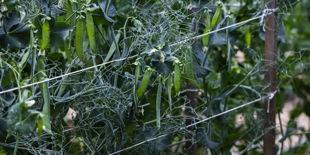 How to Grow Organic Peas - Happy Valley Seeds