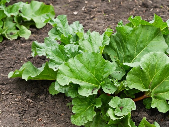 How to grow rhubarb from seed in Australia, and whether it is worth it