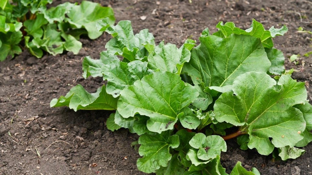 How to grow rhubarb from seed in Australia, and whether it is worth it - Happy Valley Seeds