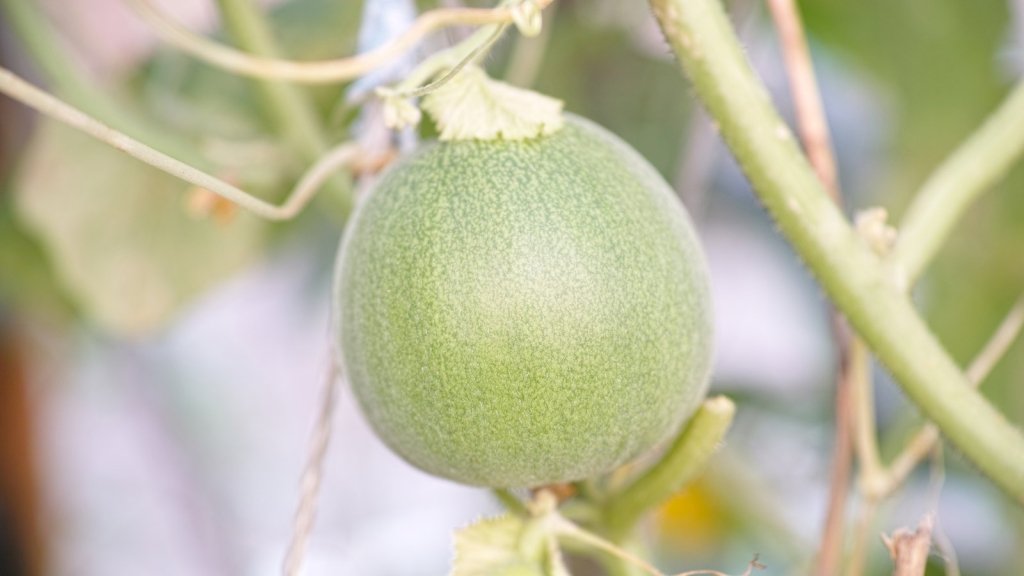 How to Grow Rockmelon and Honeydew: Sweet Melons From Seed in an Australian Summer - Happy Valley Seeds
