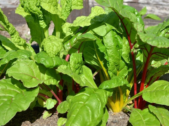 How to grow silverbeet from seed in Australia
