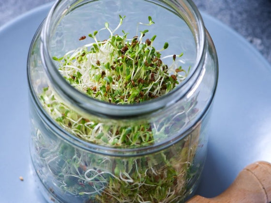 How to Grow Sprouts in a Jar: The Complete Method