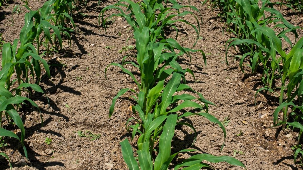 How to Grow Sweet Corn in Australia: Block Planting, Pollination and Picking It at Its Sweetest - Happy Valley Seeds