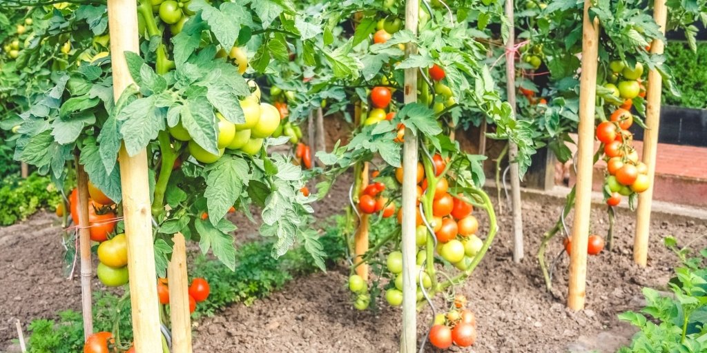 How to Grow Tomatoes from Seed in Australia - Happy Valley Seeds