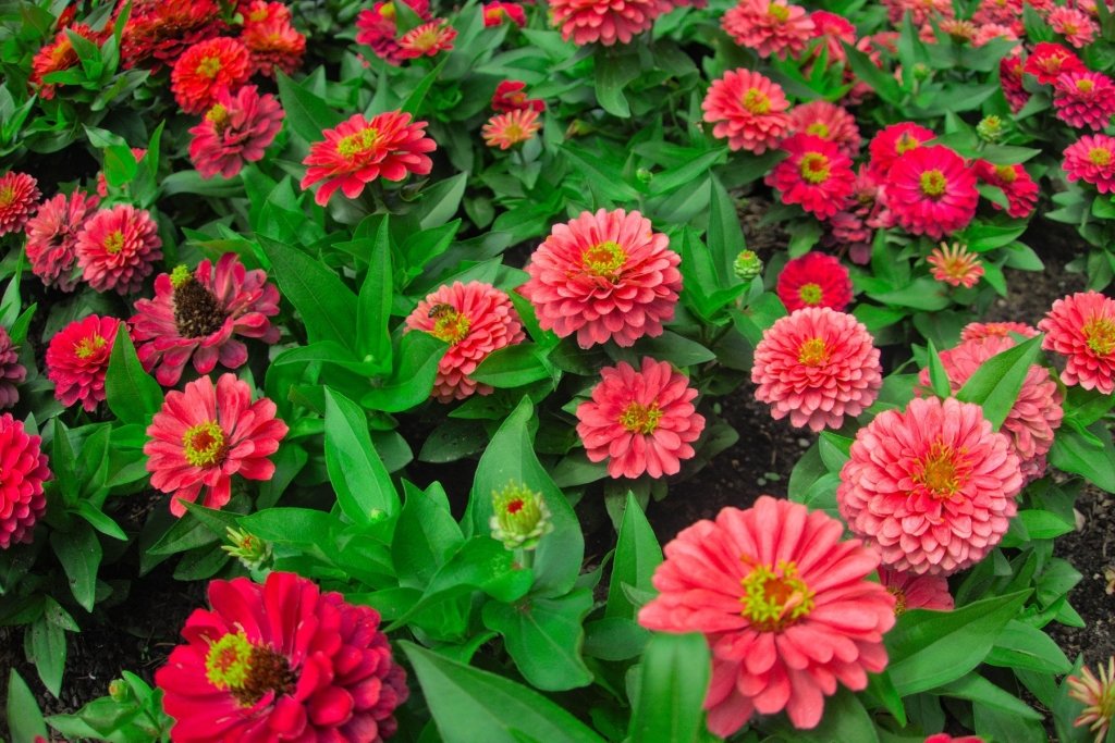 How to Grow Zinnias from Seed (and Keep Them Blooming All Summer) - Happy Valley Seeds
