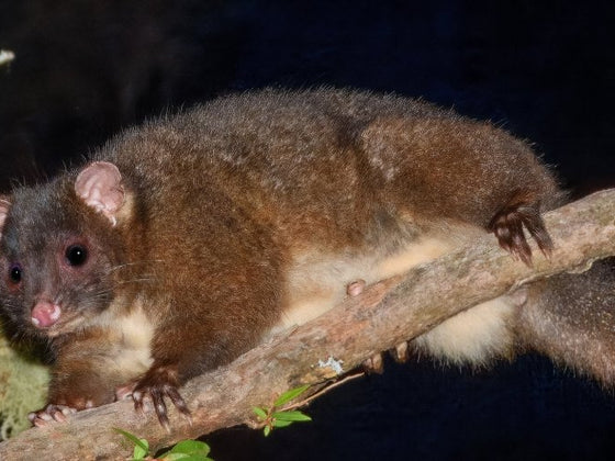 How to Possum-Proof Your Vegetable Beds