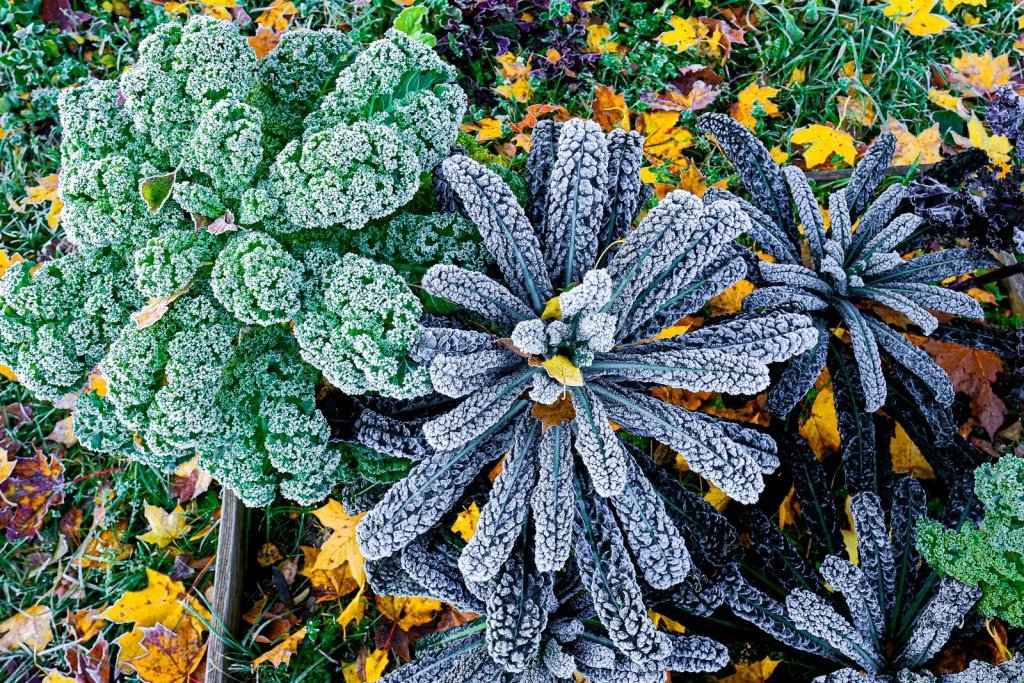 How to Prepare Your Garden for Winter Growing - Happy Valley Seeds