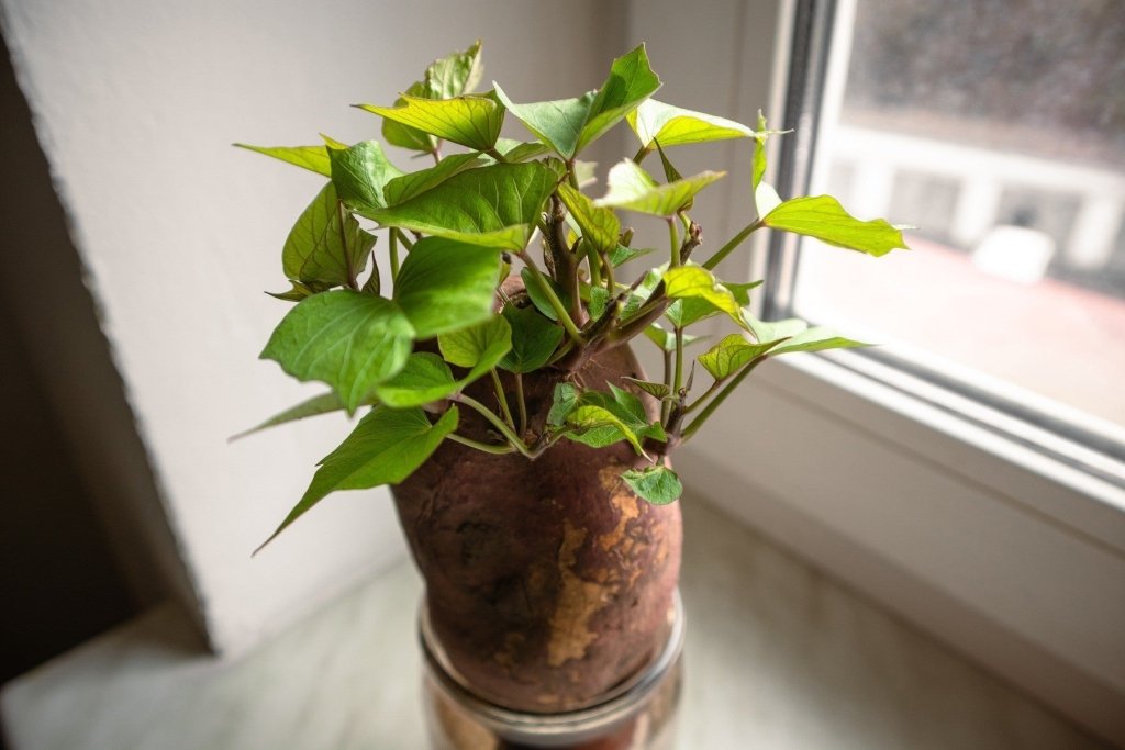 How to sprout sweet potato slips from a tuber - Happy Valley Seeds