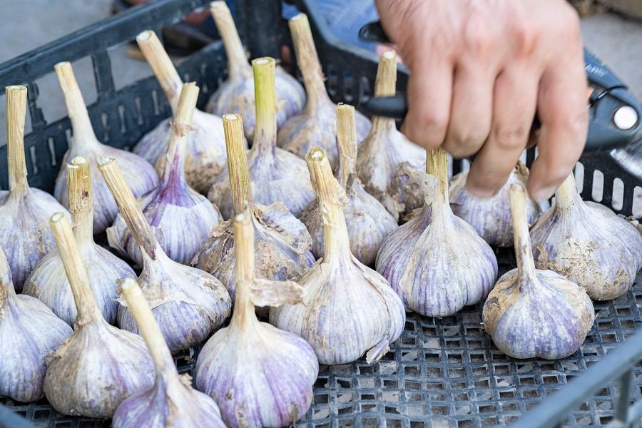 How to Store Seed Garlic Before Planting: An Australian Guide - Happy Valley Seeds
