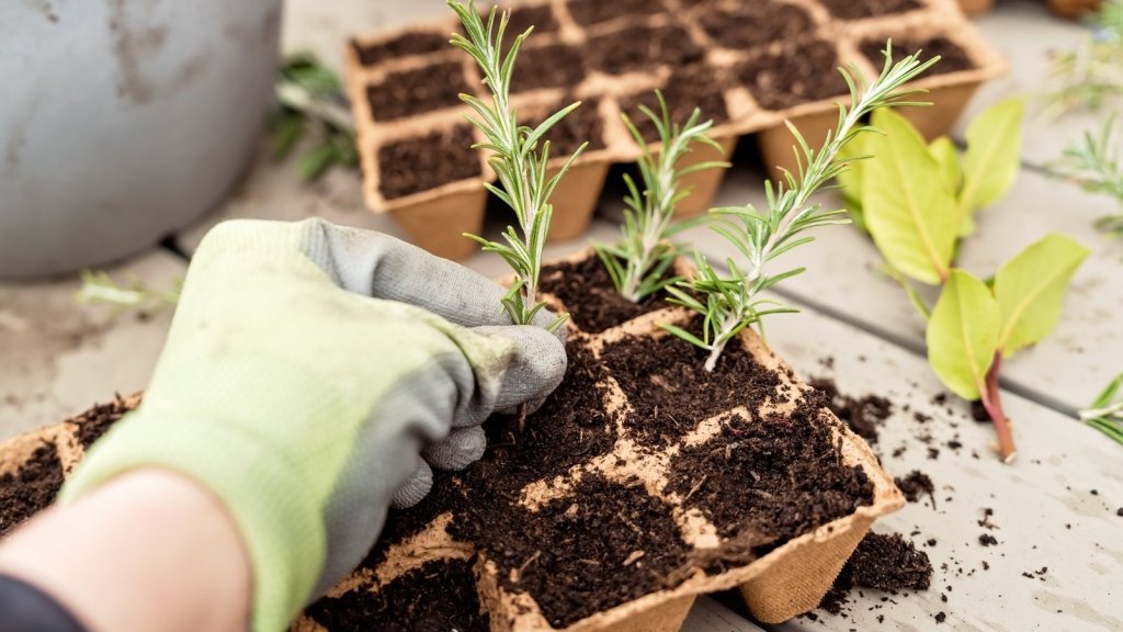 How to Take Plant Cuttings: Softwood, Semi-Hardwood and Hardwood, Explained - Happy Valley Seeds