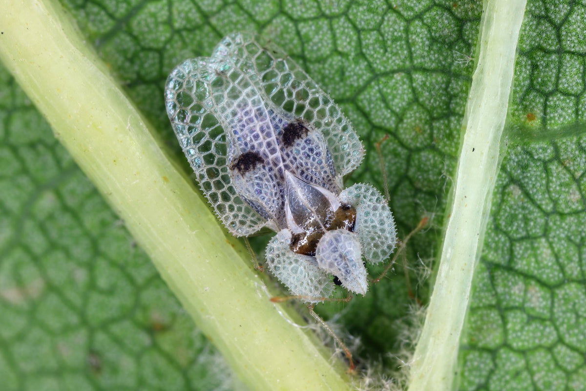 A lace bug with lacy wings on a leaf.