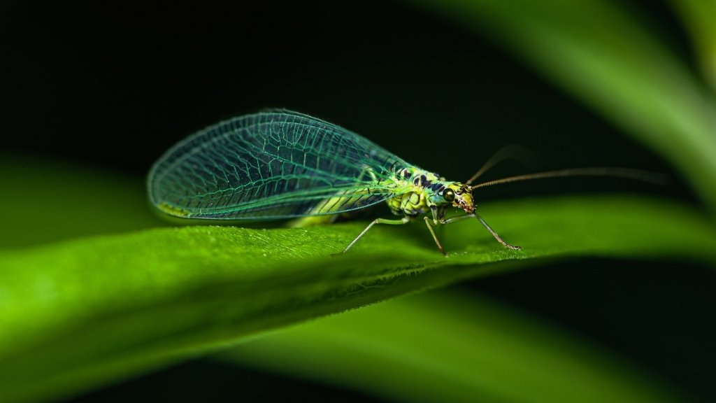Lacewings: the aphid lion, and whether a lacewing hotel is worth building - Happy Valley Seeds