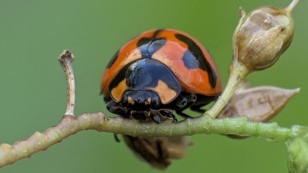 Ladybirds: how to tell the aphid eaters from the leaf eaters - Happy Valley Seeds