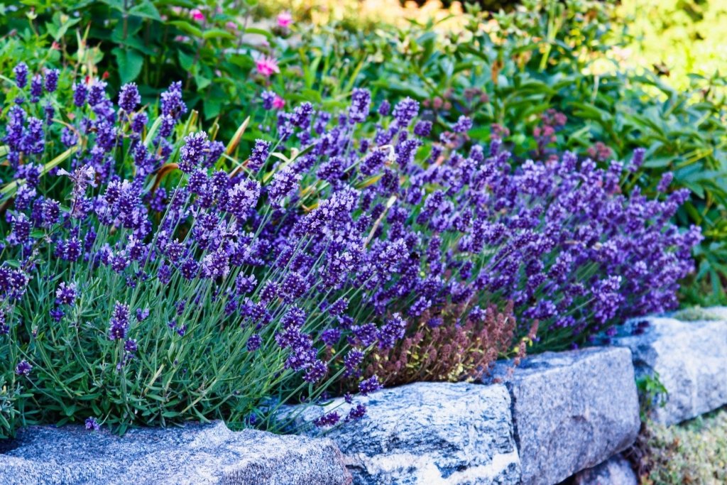 Lavender from Seed in Australia: Is It Worth It, and How Do You Actually Do It? - Happy Valley Seeds