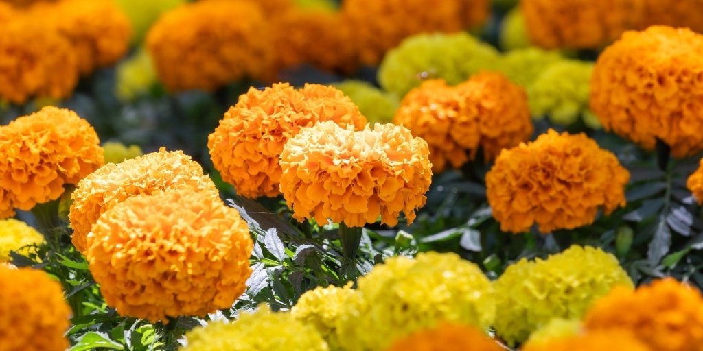 Marigold: Golden Jewels of the Garden - Happy Valley Seeds