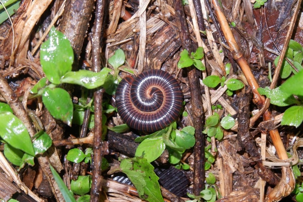 Millipedes in the Garden: Managing the Portuguese Millipede - Happy Valley Seeds