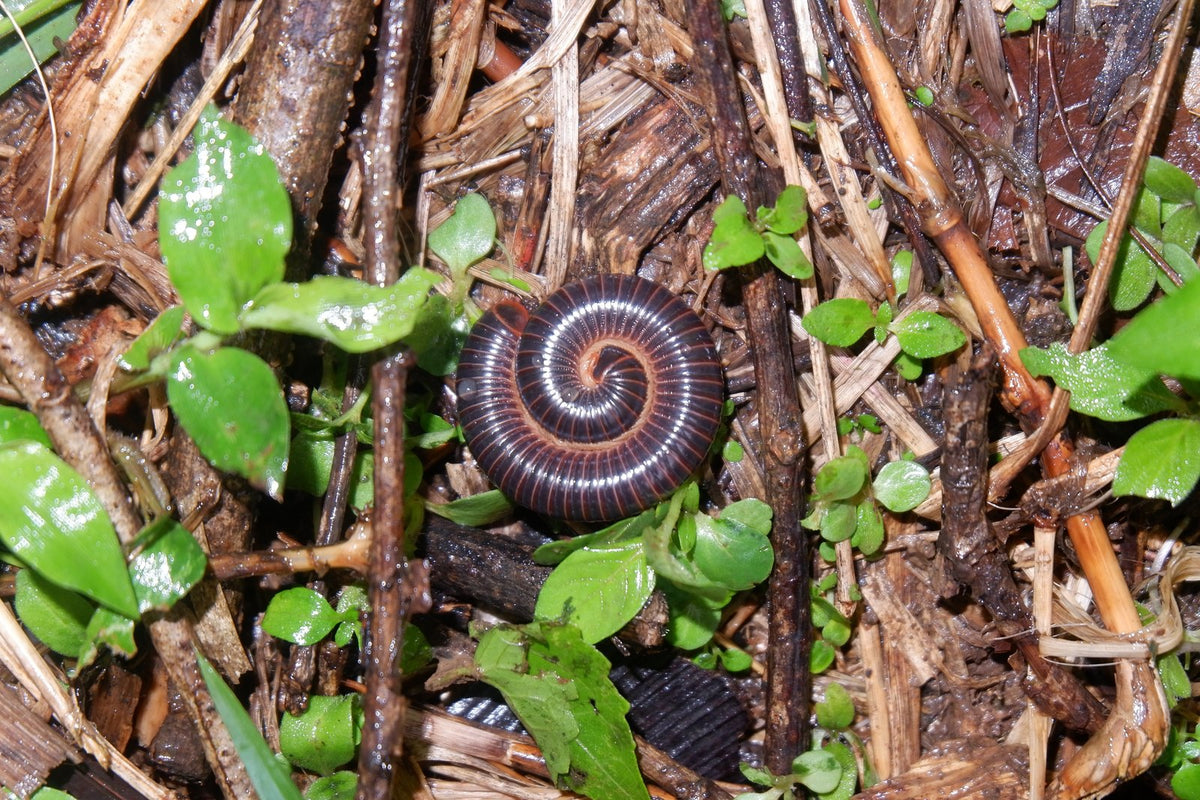 A dark millipede curled into a spiral on leaf litter.