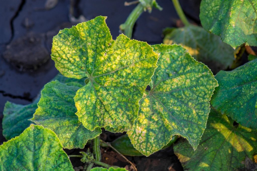 Mosaic Virus: Reading the Mottle and Stopping the Spread - Happy Valley Seeds