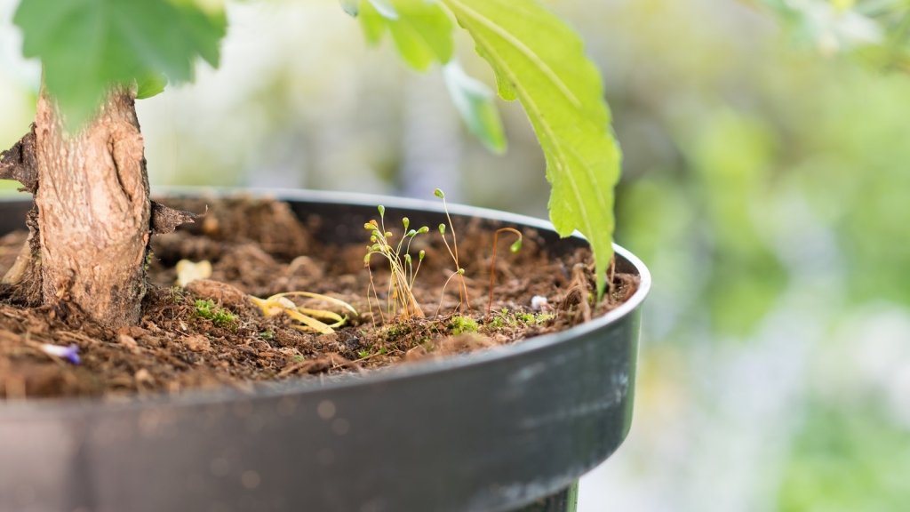 Moss and Algae on Seed Trays: Why It Grows and How to Stop It - Happy Valley Seeds