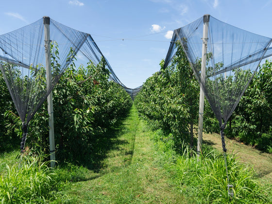 Netting Crops and Fruit: Exclusion Nets, Fruit Bags and Wildlife-Safe Mesh