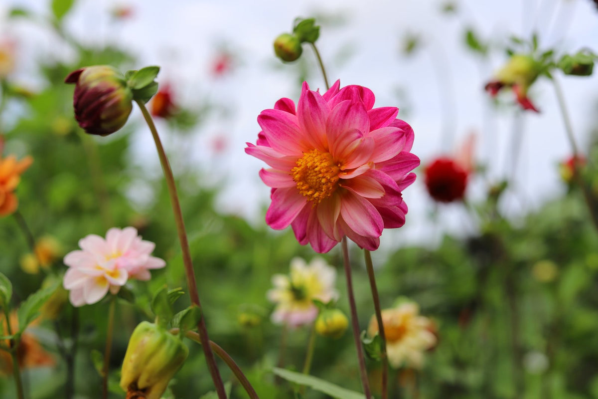 A pink dahlia flowering among other dahlias in a garden