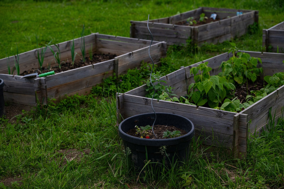 Raised timber vegetable beds on a backyard lawn