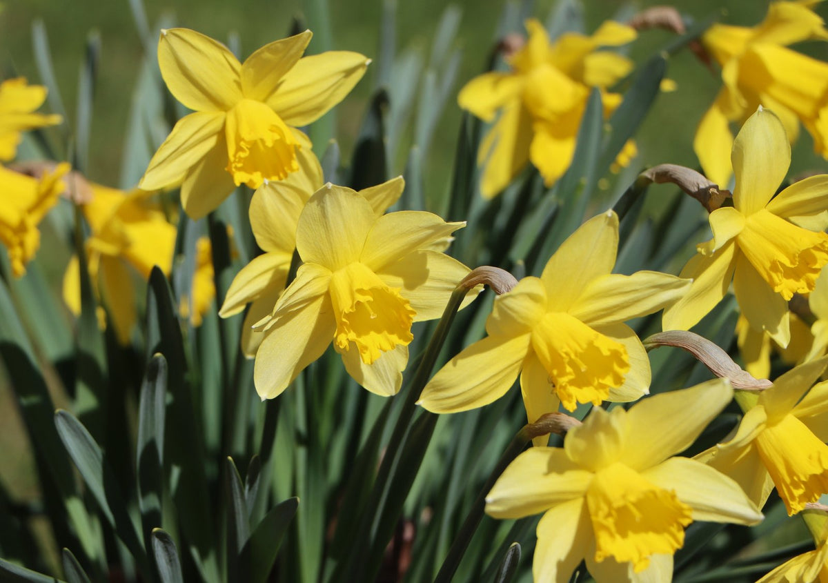Yellow daffodils flowering in a garden