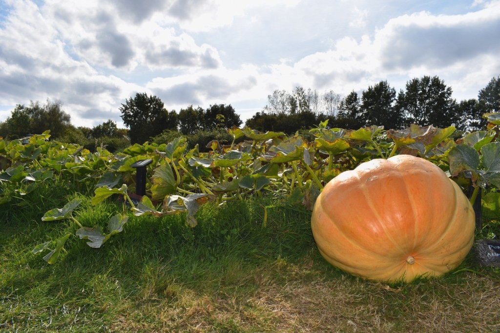 Pumpkin Growing in Australia: Timing, Space, Pollination, and Curing for Storage - Happy Valley Seeds