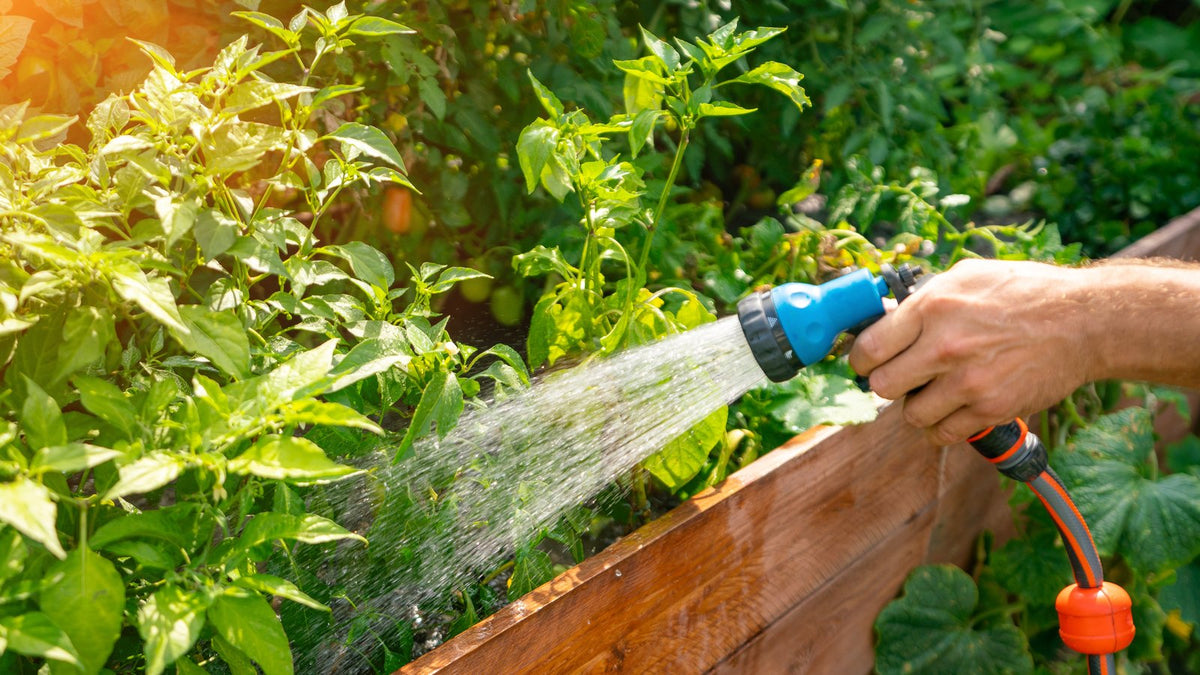 Watering a garden bed with a hose at the base of the plants
