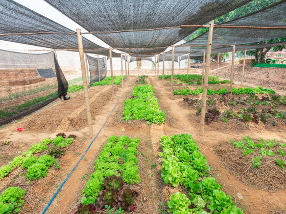 Shade cloth for vegetables: which percentage, and how to rig it