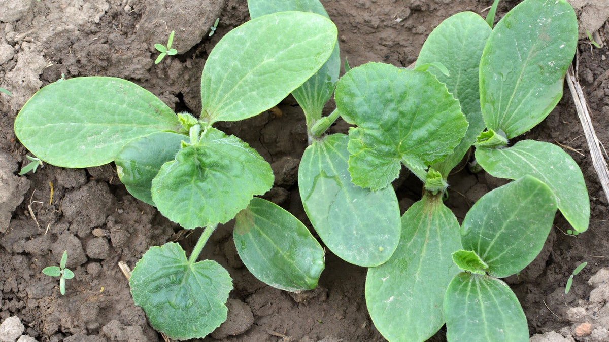 A cluster of young zucchini seedlings crowded together in garden soil