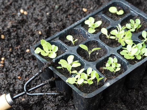 Keeping a punnet of seedlings alive until you can plant