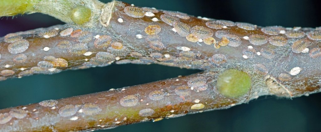 Scale Insects: How to Identify and Control Them on Citrus and More - Happy Valley Seeds