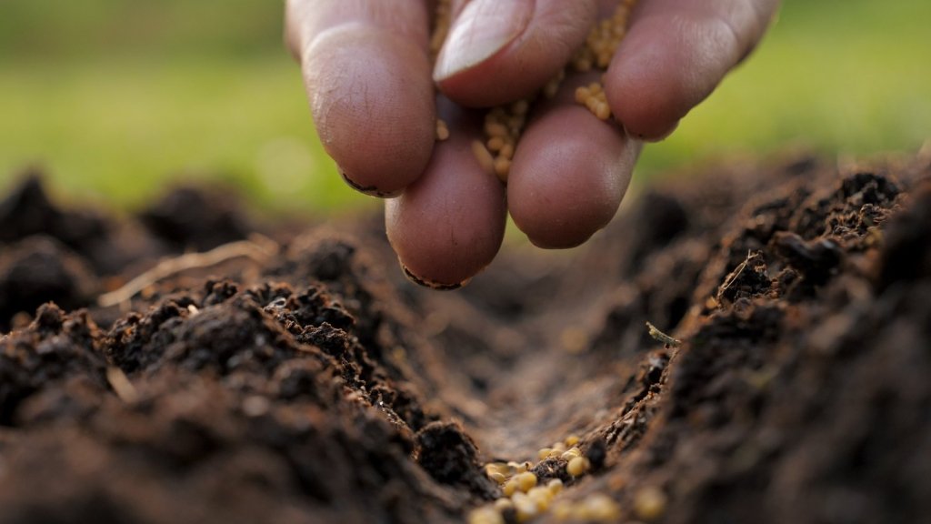 Scatter Sowing: The Quick Way to Sow Seeds, and When It Works Best - Happy Valley Seeds