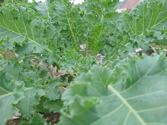 Starting Winter Brassicas in Summer Heat