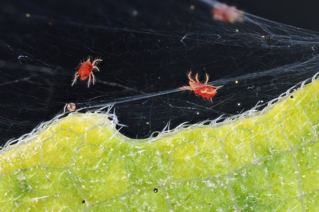 Spider Mites: The Tiny Speckling That Explodes in the Heat - Happy Valley Seeds