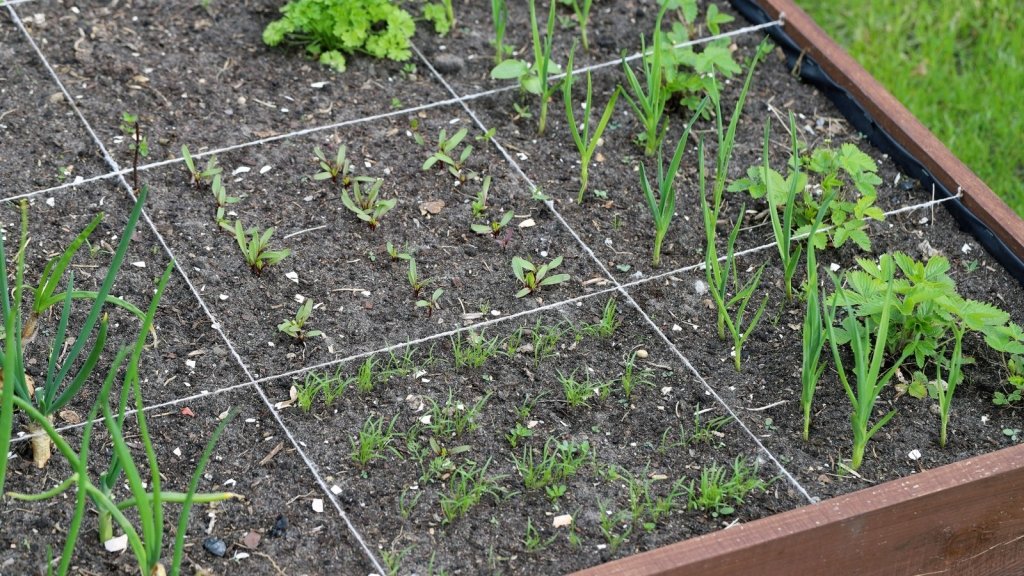 Square Foot Gardening, Australian Style - Happy Valley Seeds