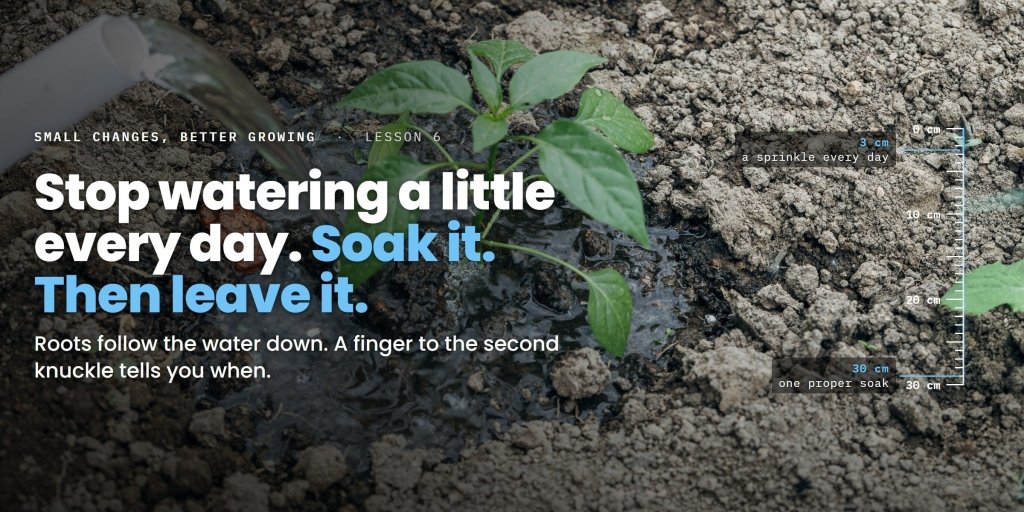Stop watering a little every day: how to water vegetables so the roots go down - Happy Valley Seeds