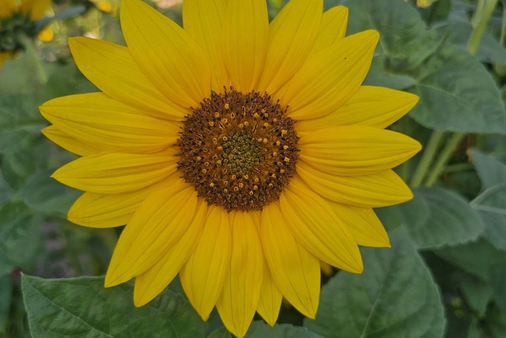 Sunflowers from Seed: A Complete Australian Growing Guide (Including the Sunbird Variety) - Happy Valley Seeds