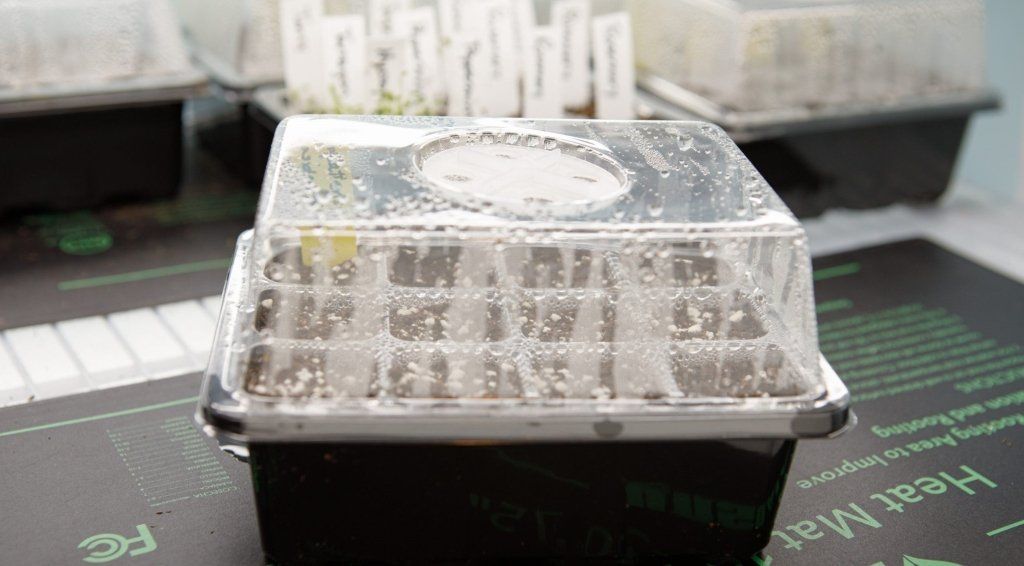 The benefits of using a seedling heat mat - Happy Valley Seeds