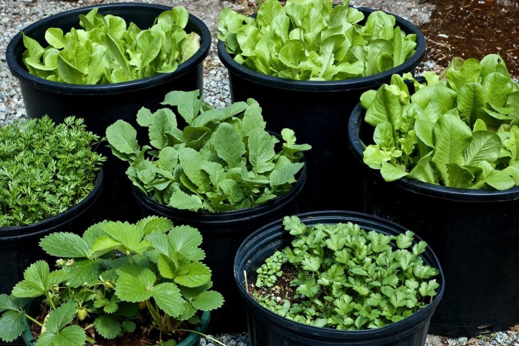 The Best Vegetables and Herbs for Containers (and the Pot Sizes They Need) - Happy Valley Seeds