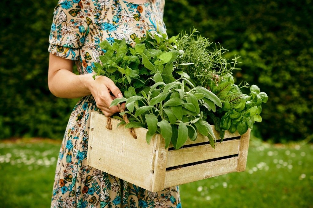 The Most Nutritious Things to Grow at Home - Happy Valley Seeds