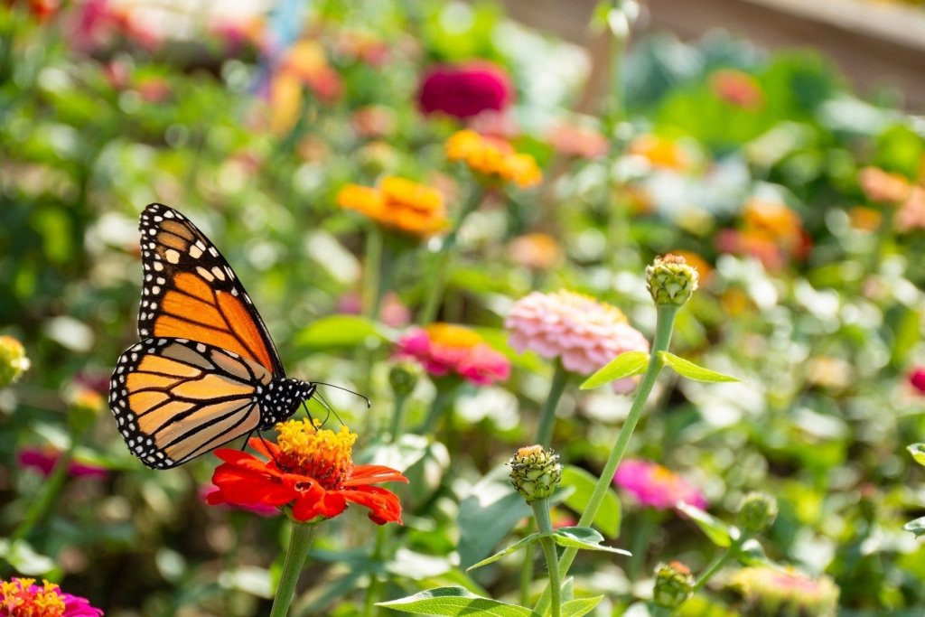 The patch that helps itself: gardening for bees and beneficial insects - Happy Valley Seeds