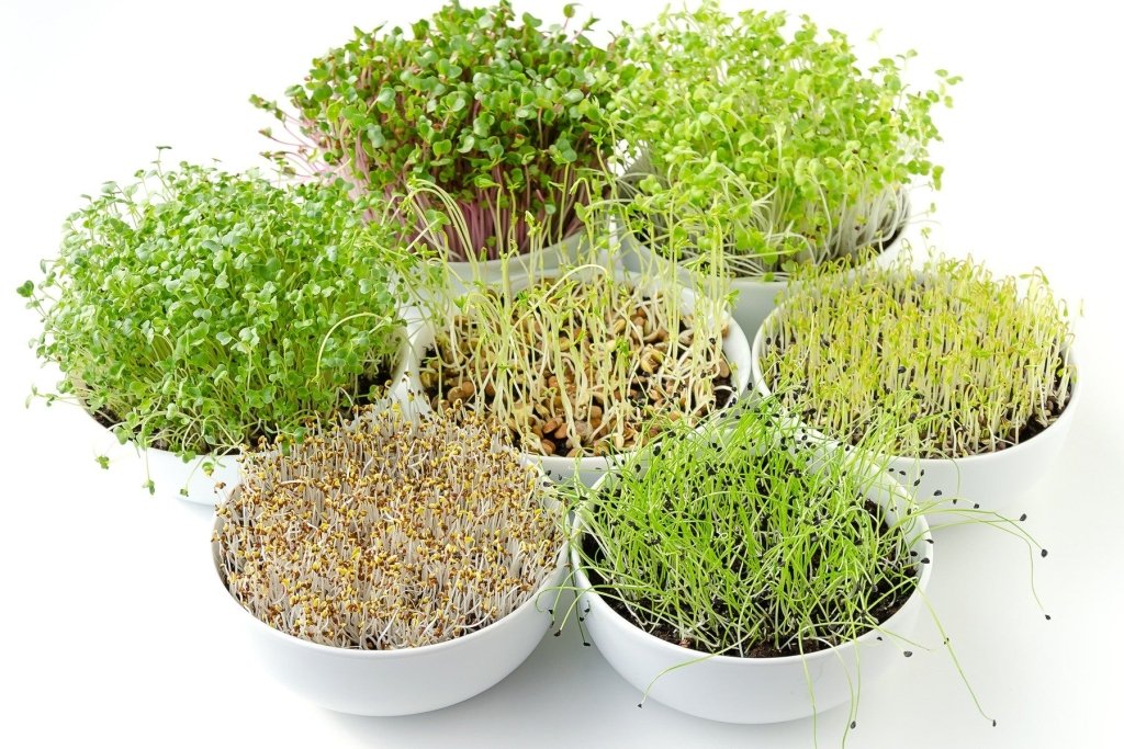 The Sulforaphane Guide: Why Broccoli Sprouts Are the Most Nutritious Thing You Can Grow at Home - Happy Valley Seeds