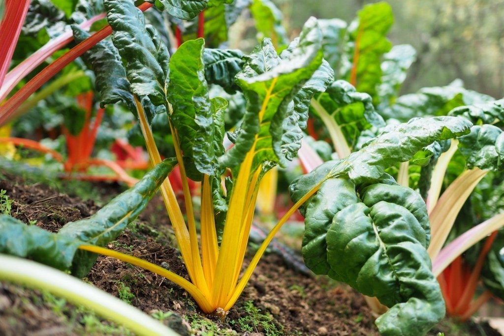 The Ultimate Guide to Winter Gardening: Top 10 Vegetables to Grow - Happy Valley Seeds