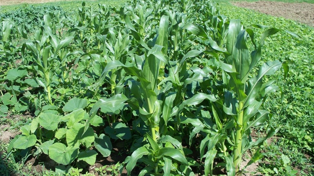 Three Sisters in Australia: corn, beans and squash in one bed - Happy Valley Seeds