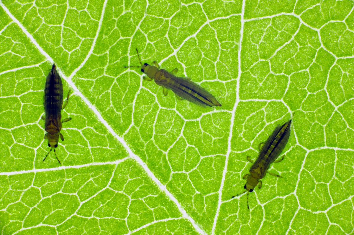 Tiny thrips on a leaf, a common sap-sucking garden pest.